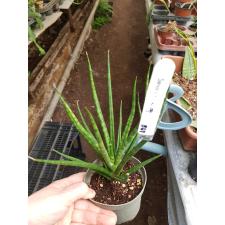 Sansevieria Bunlue Torch (green leaf) 561