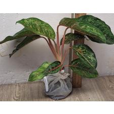 Аглаонема 10 Карат зелено-черный. / Aglaonema 10 Karat - green black A-3
