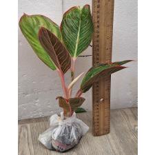 Аглаонема Помада (Розовая) / Aglaonema  Lipstick (Pink) A-114