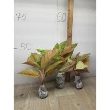 Aglaonema Prakaipet A-64