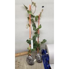 Piper croceum variegated  mart