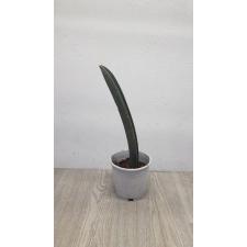Sansevieria hallii Pink Bat 1L 