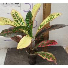 Кодиеум Компакт / Codiaeum A15 Compact