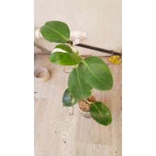 Philodendron white wizard 350p