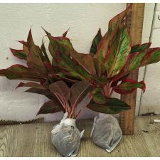 Аглаонема Аврора - Красная / Aglaonema Aurora - Red A-7