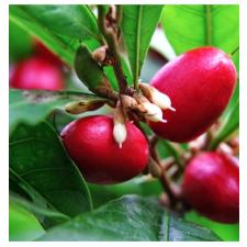 Synsepalum dulcificum 269