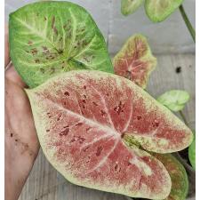 Каладиум сп. С-12 / Caladium sp C-12