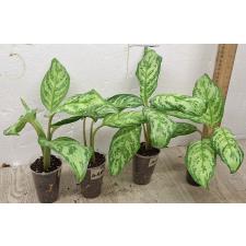 Аглаонема Платинум грин / Aglaonema Platinum green A-60 (S)