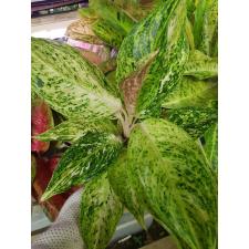 Aglaonema T7 Ruay tungpee