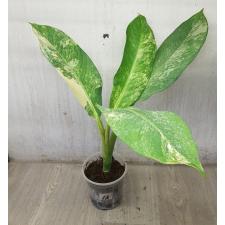 dieffenbachia sp Yellow variegated pot 1а