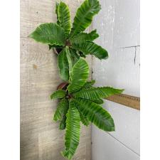 Asplenium 'Silver Wing'