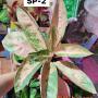 Aglaonema SP-2 PPink Banana