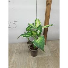 Aglaonema Sethee rub money A-144 (Dieffenbachia)