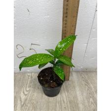 Dracaena Godsefiana pot