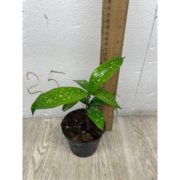 Dracaena Godsefiana pot