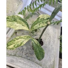 Замиокулкас замифолия варегатная (Большой лист) / Zamioculcas zamiifolia variegated (big leaf) (M)