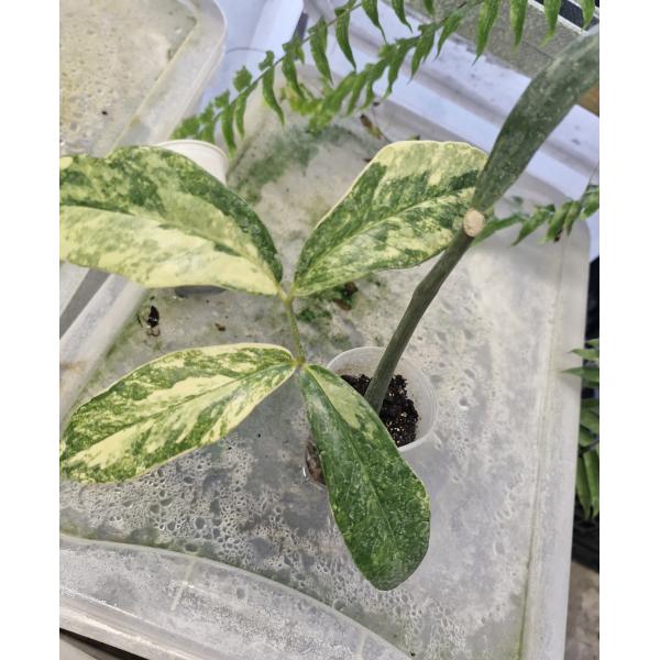 Замиокулкас замифолия варегатная (Большой лист) / Zamioculcas zamiifolia variegated (big leaf) (M)