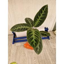 calathea warscewiczii м1200р