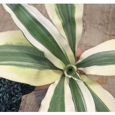 Драцена Барами Нгерн / Dracaena Baramee Ngern.