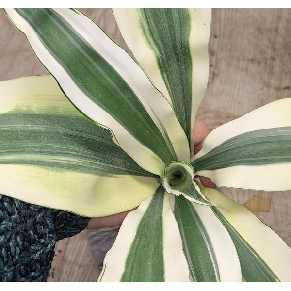 Драцена Барами Нгерн / Dracaena Baramee Ngern.