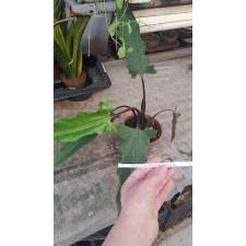 Alocasia Lauterbachiana 14 cm pot