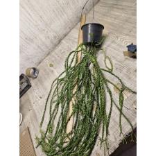 huperzia sp 8 pot