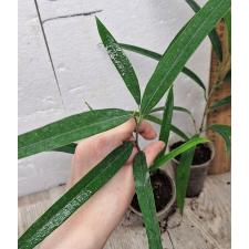 Фикус Алии / Ficus Alii (S)