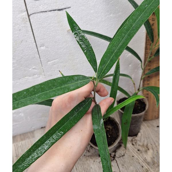 Фикус Алии / Ficus Alii (S)