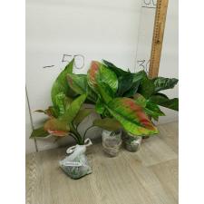 Aglaonema Heng Heng - green A-28