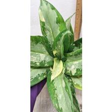 Aglaonema Suwanapum A-127