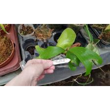 Platycerium STEMARIA