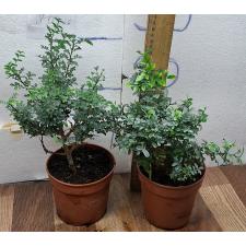 Муррайя паникулата 'Мин-а-Мин' Карлик (Япония) / Murraya paniculata 'Min-a-Min' Dwarf (Japan)