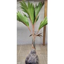 Хиофорбе бутылочноствольная (Бутылочная пальма) / Hyophorbe lagenicaulis (Bottle palm)