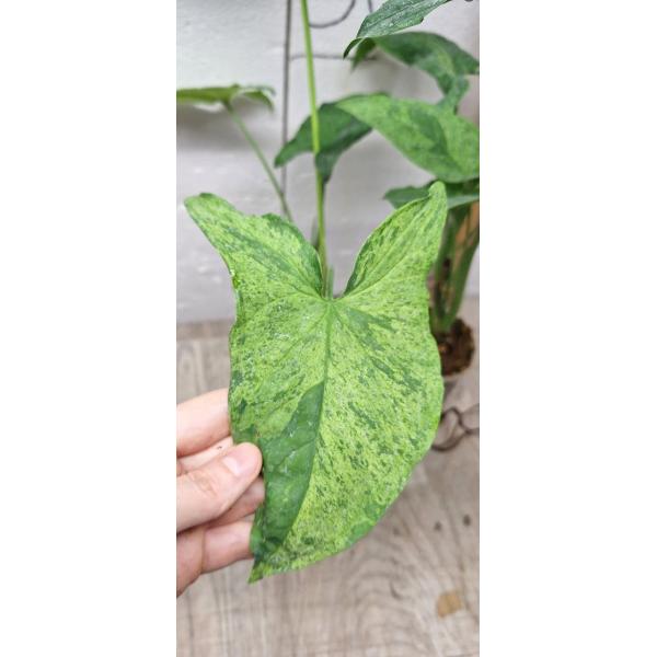 Syngonium Mottled Mojito