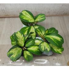 Hoya kerrii variegata 'Chanrit's Choice' pot