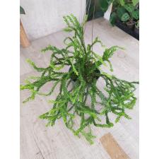 huperzia sp 3 pot