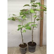 Гибискус липовидный вариегатный Триколор / Hibiscus tiliaceus variegated Tricolor