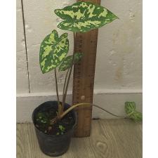 Алоказия Хило биюти (Ксантокаладиум Хило Биюти) / Alocasia Hilo Beauty (Xanthocaladium Hilo Beauty) 