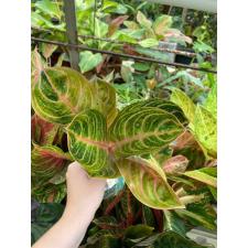 Aglaonema Siam Perfect Thailand A-100