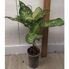 Аглаонема Лукламсам / Aglaonema Looklamsam A-125