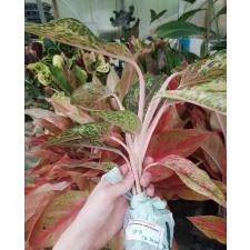 Aglaonema SP-5 20 Karat