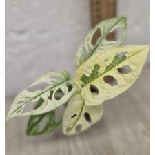 Монстера адансонии варегатная Минт / Monstera adansonii variegated Mint 22,06,26