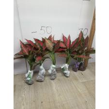 Aglaonema Anya narrow leaves A-66