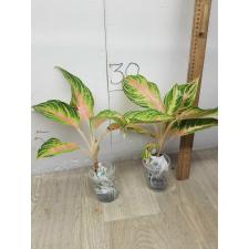 Aglaonema Pink Panama A-94