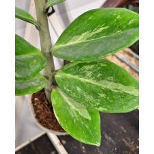 Zamioculcas zamiifolia variegated (short leaf)