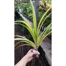 Pandanus sanderi 'Yellow ribbon' 218