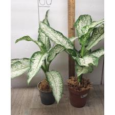 Dieffenbachia Udomsab