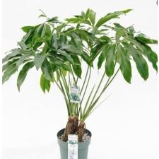 Philodendron 'fun Bun' green wonder 14 cm pot