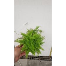 Nephrolepis exaltata cv Vintage Lace (dwarf and green leaf) pot