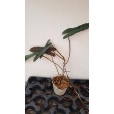 Philodendron billietiae pot 850p